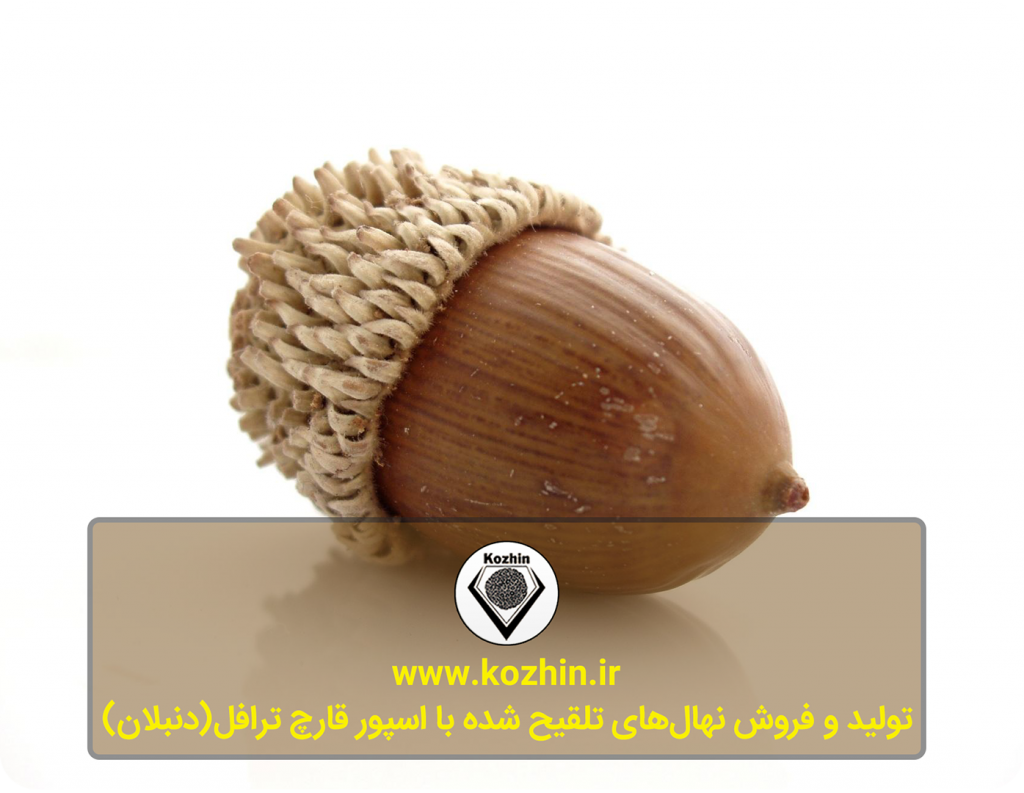 تولید و فروش اسپور قارچ دنبلان